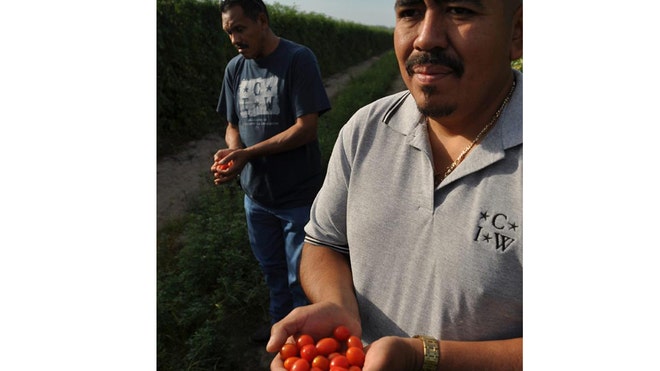 mexican farmworkers latino crop.jpg